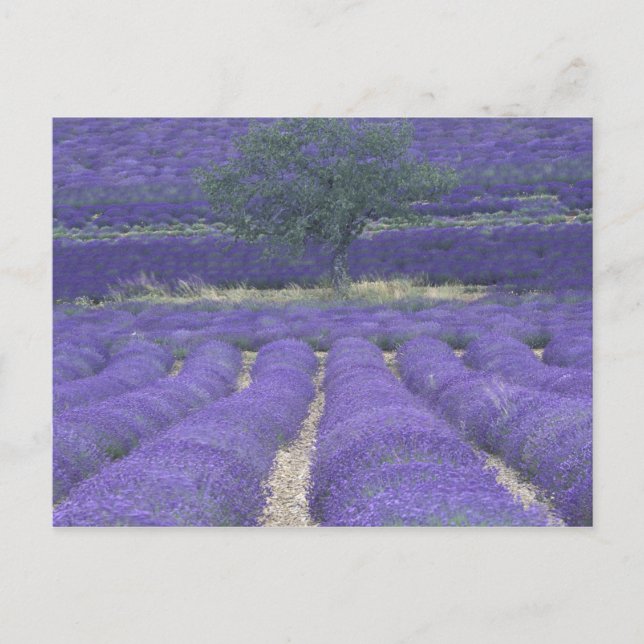 Europe, France, Provence, Sault, Lavender fields 2 Postcard (Front)