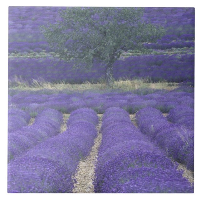 Europe, France, Provence, Sault, Lavender fields 2 Tile (Front)