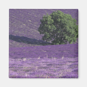 Europe, France, Provence, Sault, Lavender fields Magnet