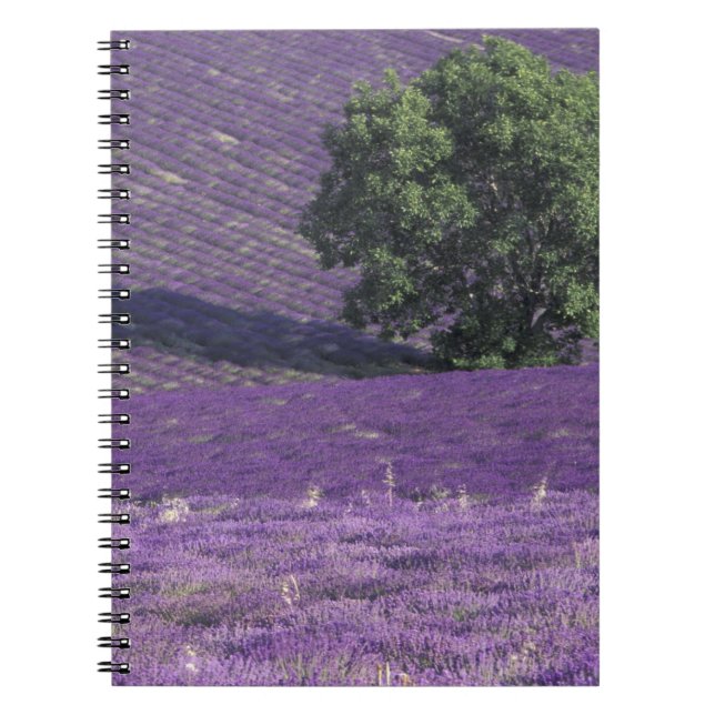 Europe, France, Provence, Sault, Lavender fields Notebook (Front)