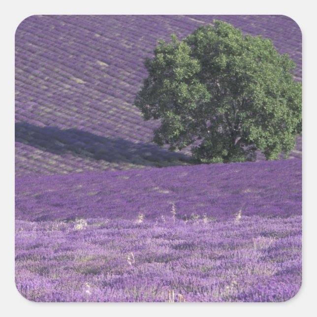 Europe, France, Provence, Sault, Lavender fields Square Sticker (Front)