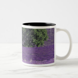 Europe, France, Provence, Sault, Lavender fields Two-Tone Coffee Mug