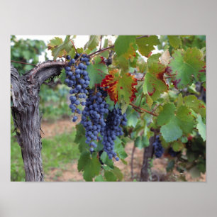 Europe, France, Roussillon. Vineyards, with Poster