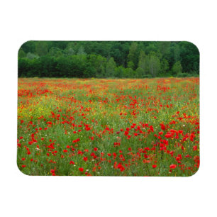 Europe, Italy, Tuscany, red poppies in field. Magnet