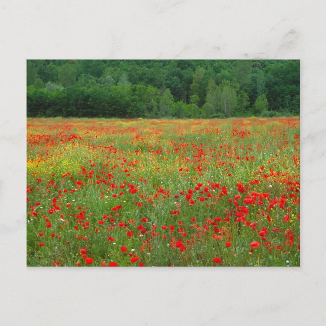 Europe, Italy, Tuscany, red poppies in field. Postcard (Front)