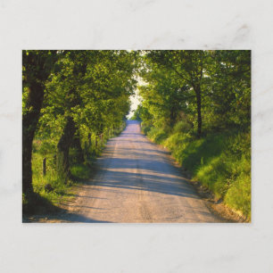 Europe, Italy, Tuscany, tree lined road Postcard