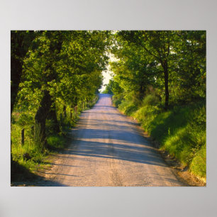 Europe, Italy, Tuscany, tree lined road Poster