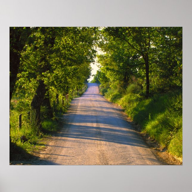 Europe, Italy, Tuscany, tree lined road Poster (Front)