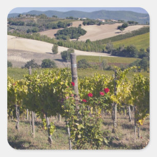 Europe, Italy, Umbria, near Montefalco, Vineyard Square Sticker