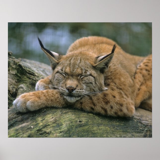 Europe �_Lux, Eurasian lynx (Lynx Poster (Front)