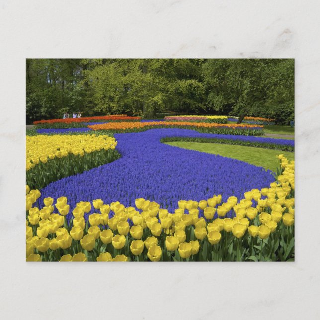 Europe, Netherlands, Holland, Lisse, Keukenhof Postcard (Front)
