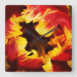 Europe, Netherlands, Lisse. Parrot tulip Square Wall Clock