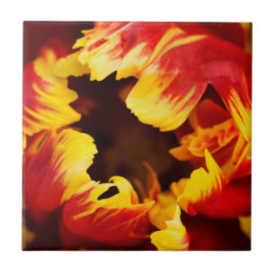 Europe, Netherlands, Lisse. Parrot tulip Tile