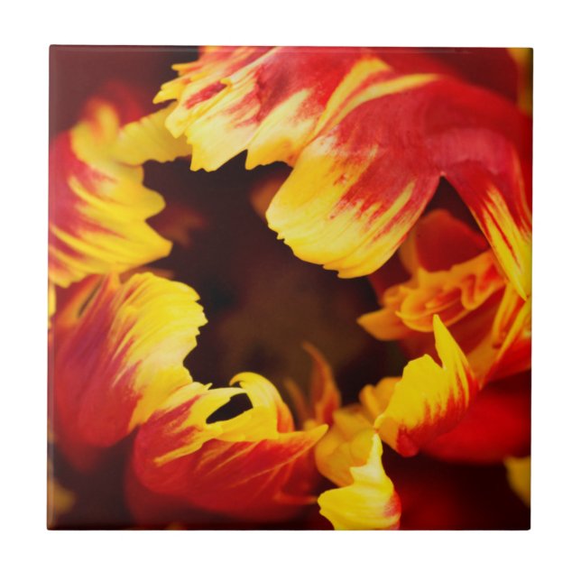 Europe, Netherlands, Lisse. Parrot tulip Tile (Front)