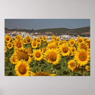 Europe, Spain, Andalusia, Cadiz Province Poster