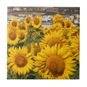 Europe, Spain, Andalusia, Cadiz Province Tile
