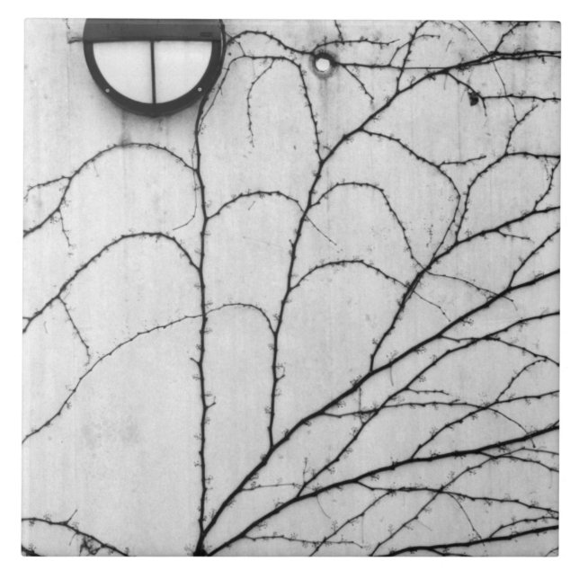 Europe, Switzerland, Lucerne. Ivy pattern on Tile (Front)
