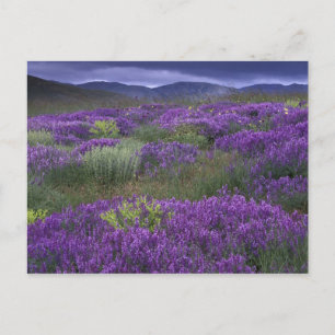 Europe, Turkey, Cappadocia. Rural landscape 2 Postcard