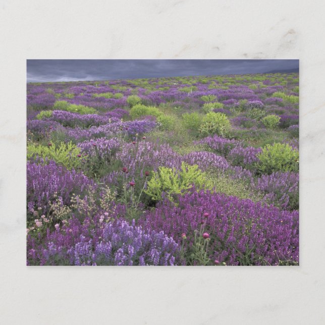 Europe, Turkey, Cappadocia. Rural landscape 3 Postcard (Front)