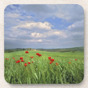 Europe, Tuscany, Poggiolo. Red poppies sway Coaster