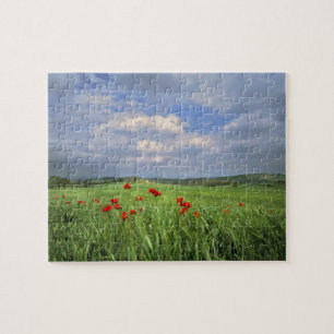 Europe, Tuscany, Poggiolo. Red poppies sway Jigsaw Puzzle