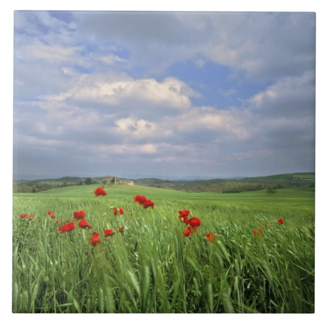 Europe, Tuscany, Poggiolo. Red poppies sway Tile (Front)