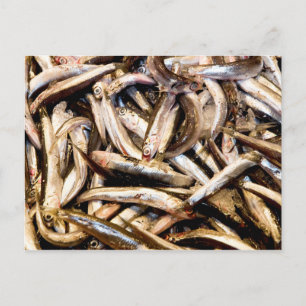 European anchovies postcard