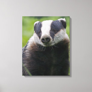European Badger Wrapped Canvas Print