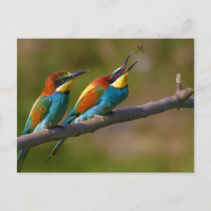European Bee Eater Birds in Ariège France Postcard
