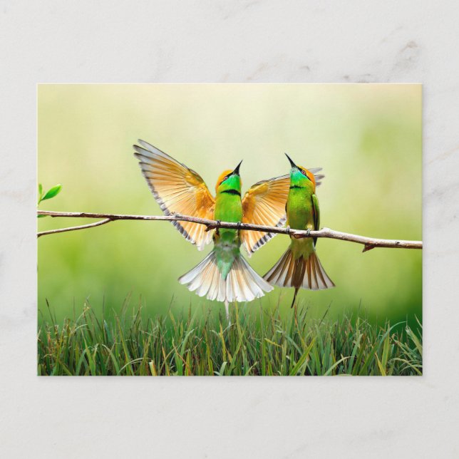 European Bee-Eater Colourful Bird  Postcard (Front)