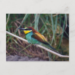 European Bee-eater Postcard