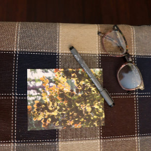 European Beech Tree Postcard