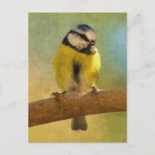 European bluetit digital painting postcard