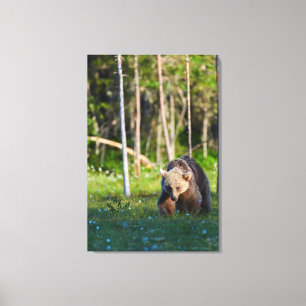 European brown bear canvas print