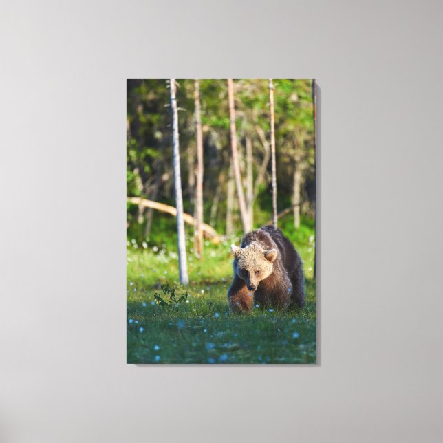 European brown bear  canvas print (Front)