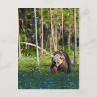 European brown bear postcard