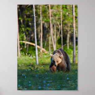European brown bear poster