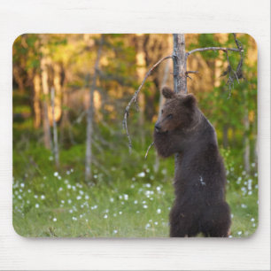 European brown bear (Ursus arctos) hugging tree Mouse Mat