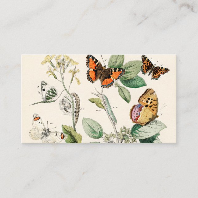 European Butterflies Moths William Forsell Kirby Business Card (Front)