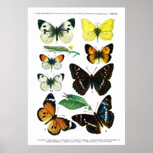 European Butterflies (Plate 02) Poster