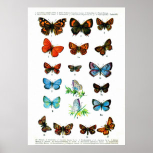 European Butterflies (Plate 06) Poster