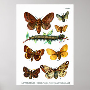 European Butterflies (Plate 12) Poster