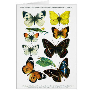 European Butterflies Plate II Card