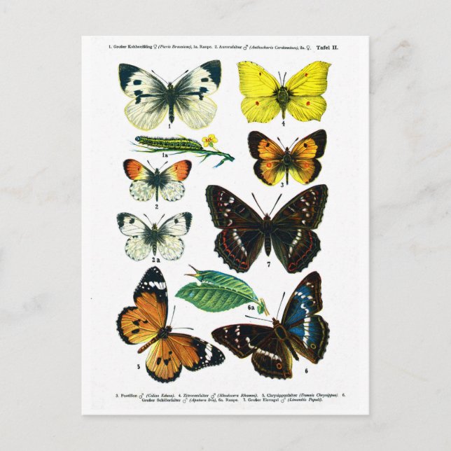 European Butterflies Plate II Postcard (Front)