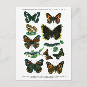 European Butterflies Plate III Postcard