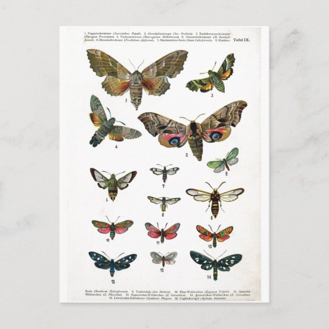 European Butterflies Postcard (Front)