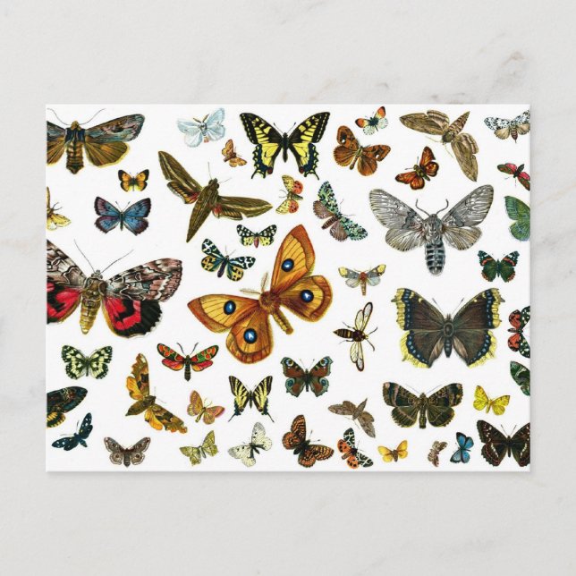 European Butterfly Collage Postcard (Front)