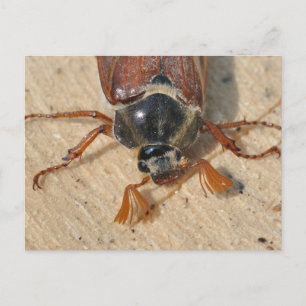 European cockchafer postcard