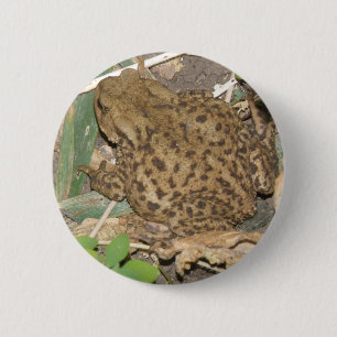 European Common Toad Button