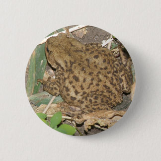 European Common Toad Button
